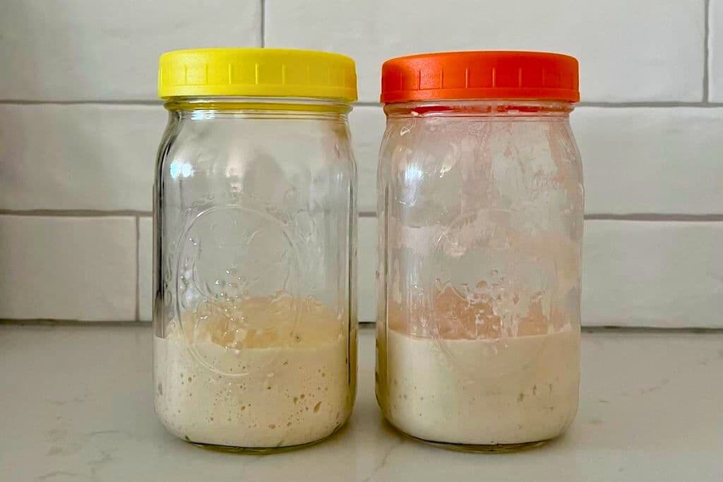 2 jars of sourdough discard, one on the left has a yellow lid and the one on the right a yellow lid.