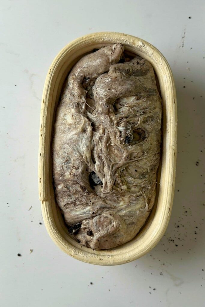 A cookies and cream sourdough loaf shaped and placed seam side up into an oval banneton basket.