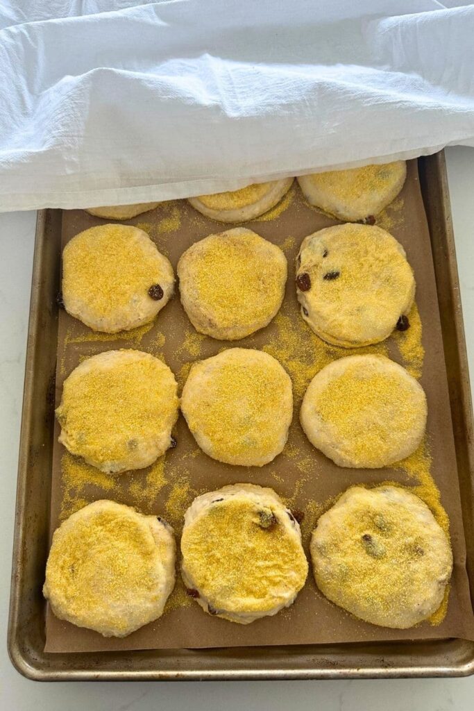 sough of sourdough discard cinnamon raisin English muffins after second rise on a baking sheet with towel pulled partially over the top.